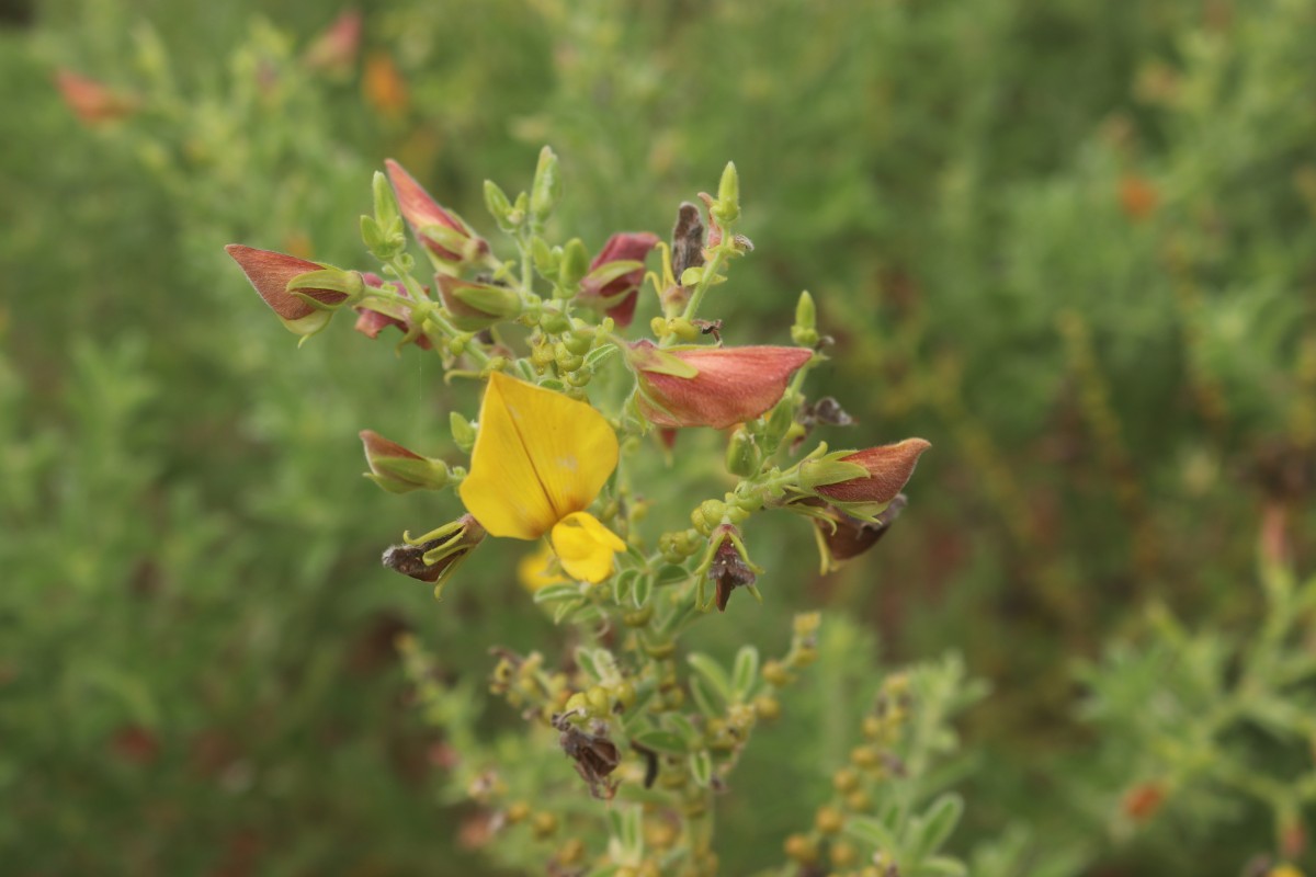 Crotalaria lunulata B.Heyne ex Wight & Arn.